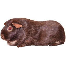 Chocolate and Tan Guinea Pig